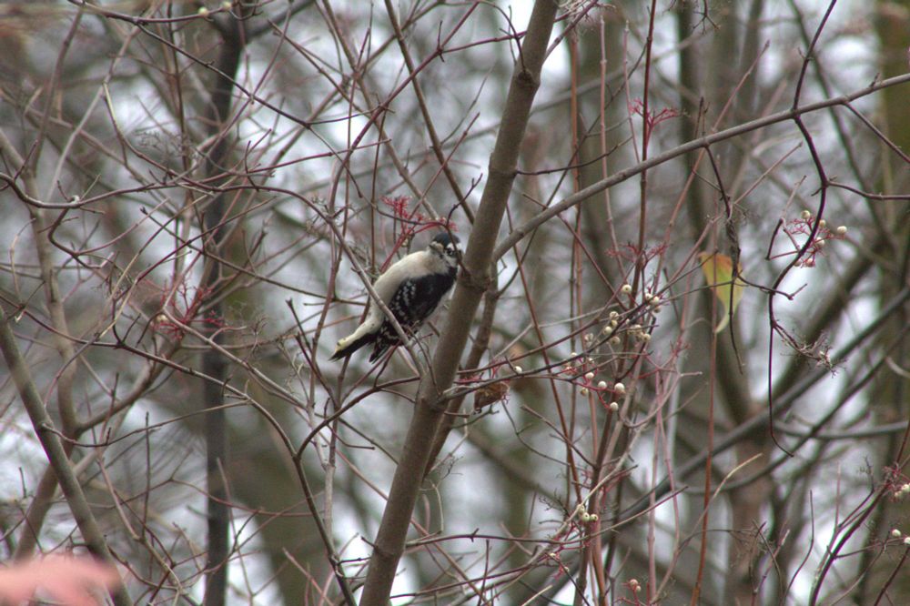 A downy woodpecker clinging to the small branches of a berry bush.