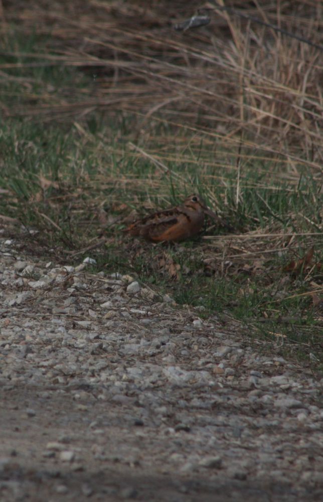 plump brown-and-orange bird with a long beak standing near tall grass next to a gravel road