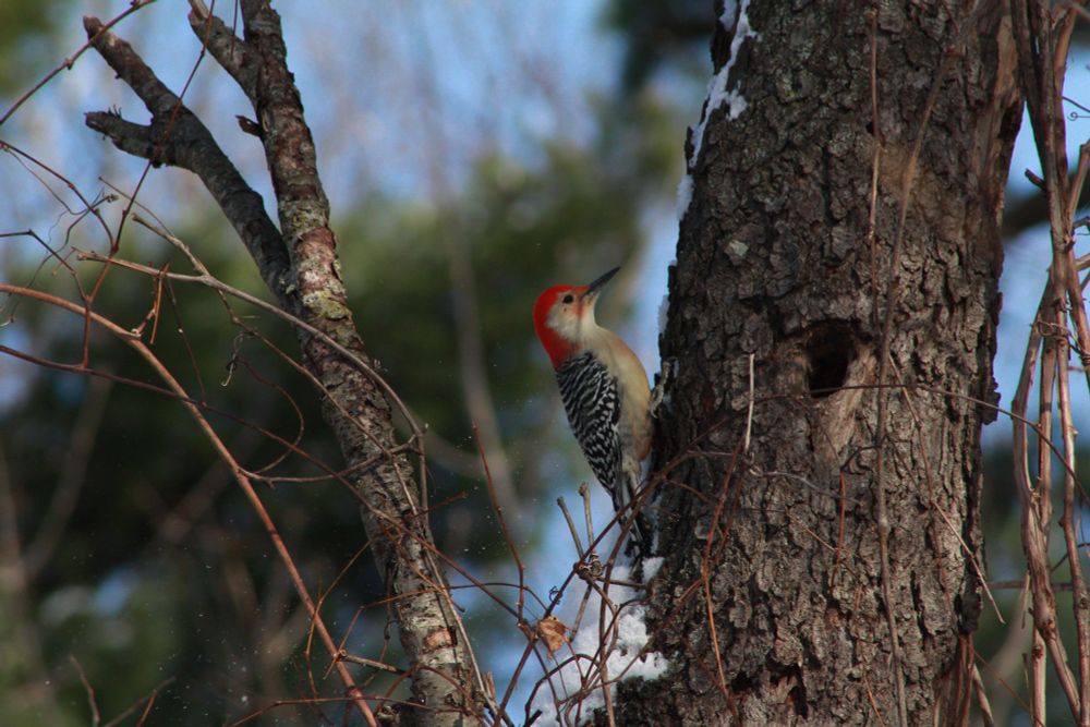 a red-bellied woodpecker clinging to the side of a slightly snow-covered tree.