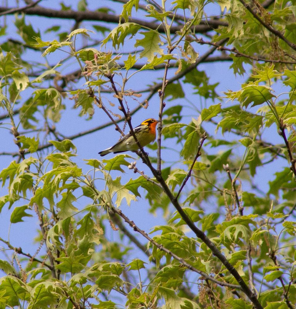 Blackburnian Warbler perched on a branch in a tree's canopy highlighted by a blue sky