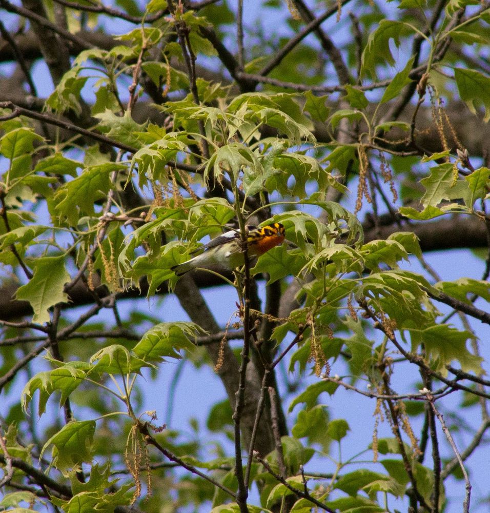 Blackburnian Warbler perched on a branch in a tree's canopy. He's looking down at you, the viewer