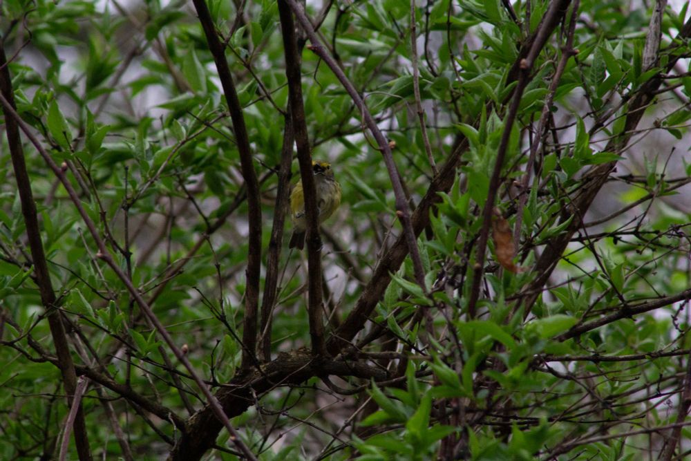 Gray, olive, and yellow White-eyed Vireo in shrubbery. It's mouth is agape as its white eyes lock eyes not with the camera, but You.