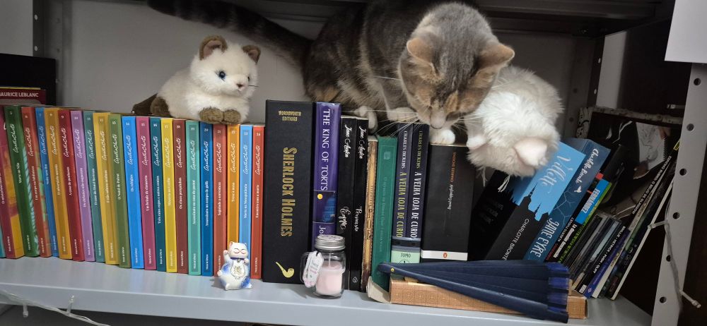 foto da gata Maya saindo por trás de uma estante de livros