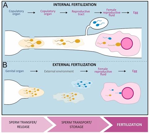 Figure 2 from Daupagne et al 2024 (https://doi.org/10.1530/REP-24-0238). Female–male interaction effects occur on the successive steps of the fertilization process in species with both internal (A) and external (B) fertilization. 