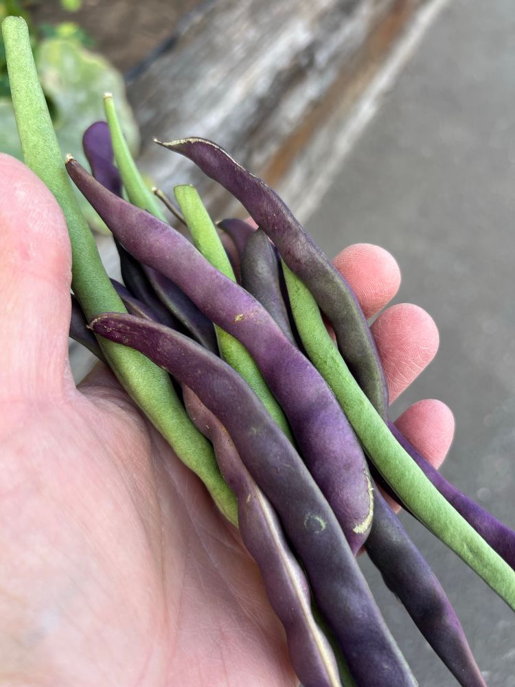Purple green beans, grown at my studio