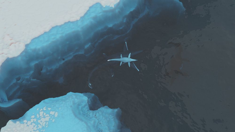 Birds eye view of 3 long necked plesiosaurs swimming in the sea and surrounded by icebergs. 2 Adults are dark, blending with the deep waters, baby is white 