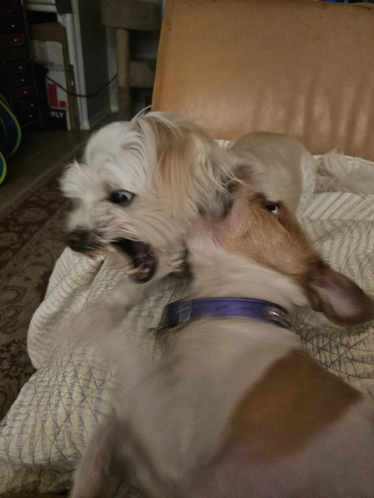 Rufus the Havanapso looking a slightly less cute after being jumped by his sister Cavatappi the Jack Tzu 