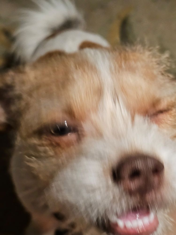 Cavatappi the Jack Tzu misses the camera shutter clicking