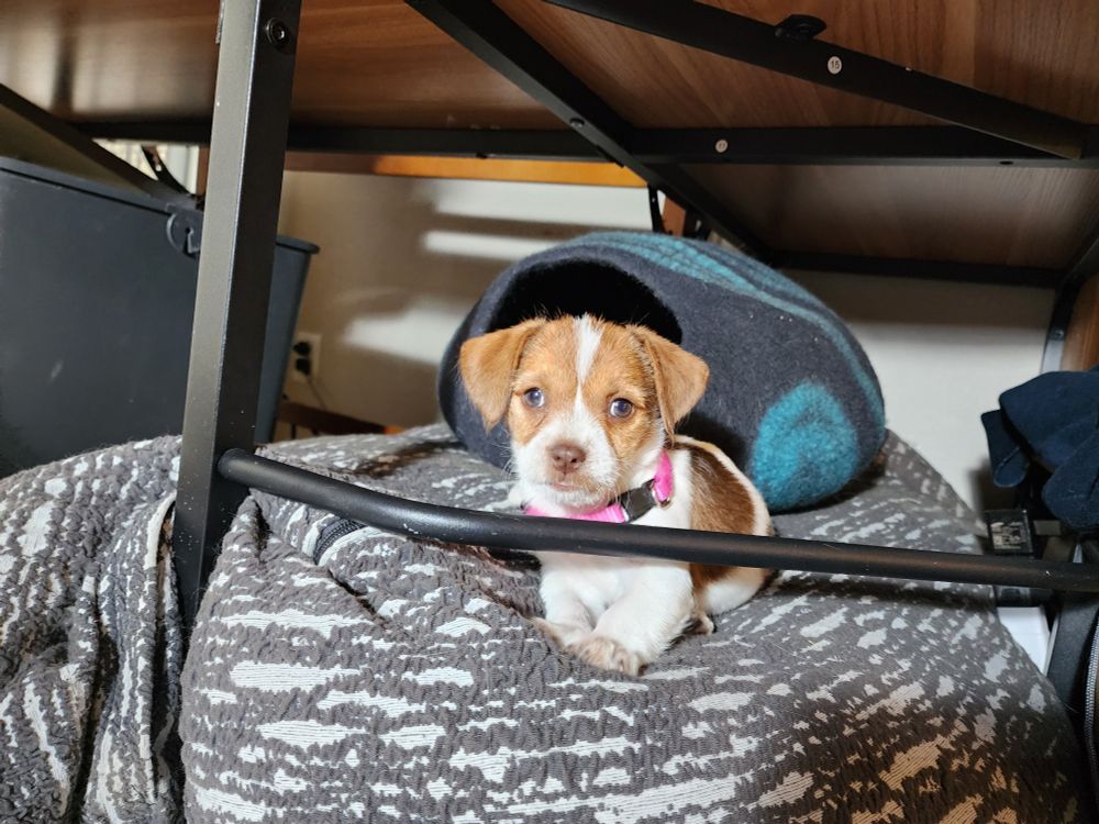 A small Pin Tzu puppy staring into your soul