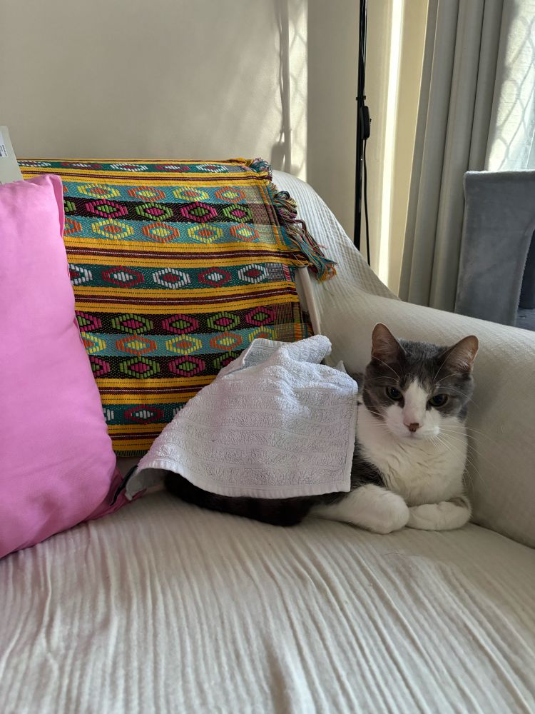 Cat in a loaf pose under a napkin