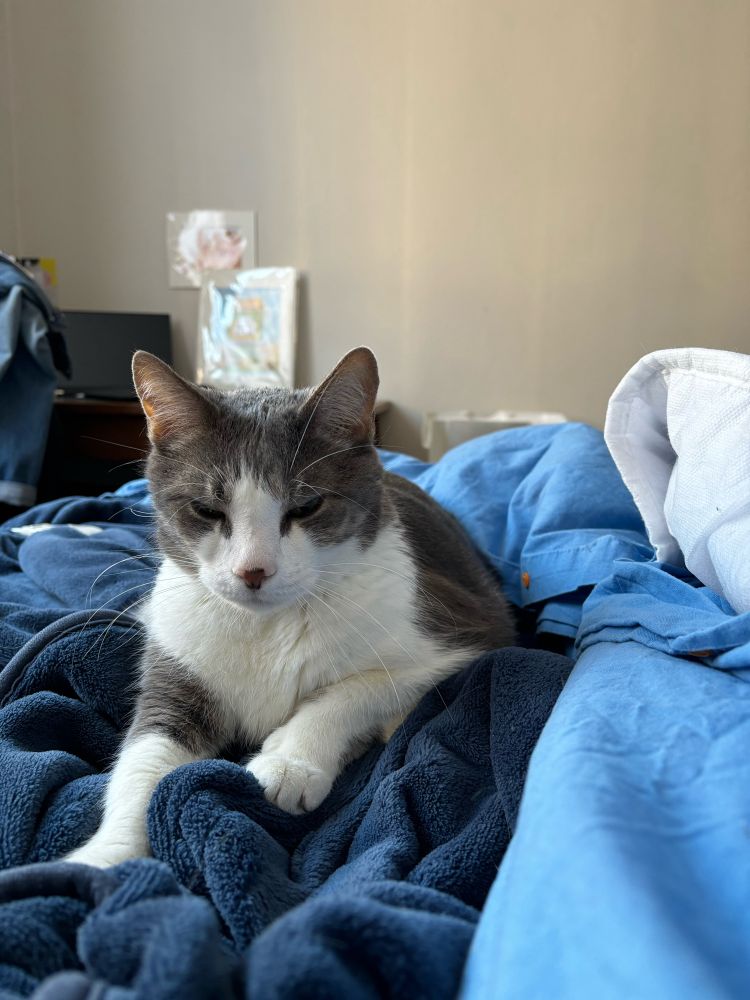 Cat on blue blankets