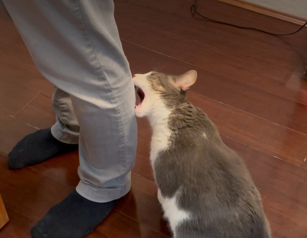 Cat bites man
