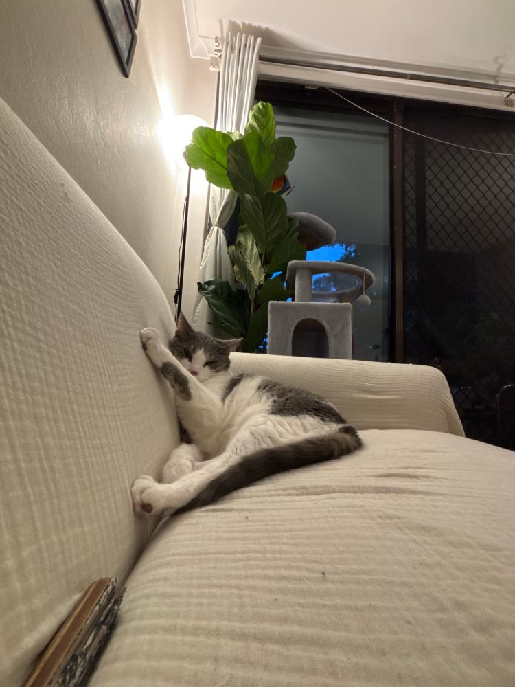 Cat on a white sofa 
