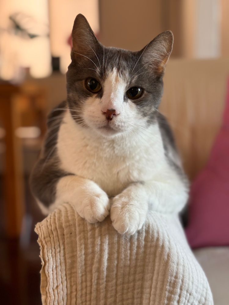 Cat sitting on a hand rest of the couch, front paws visible. 