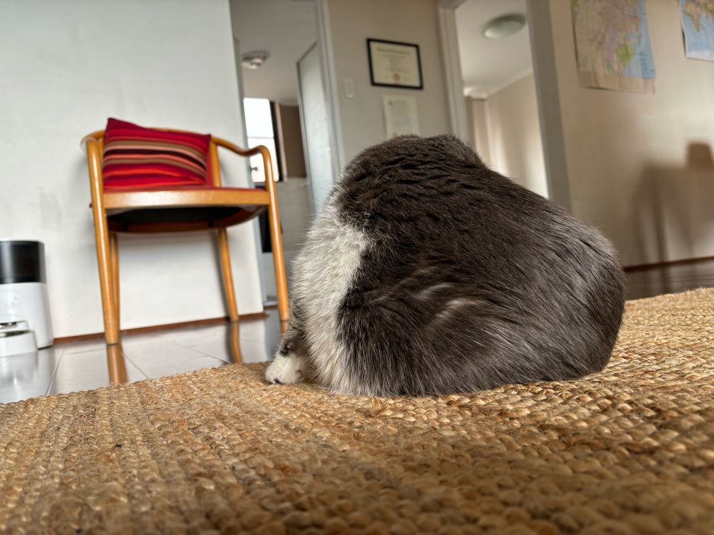Cat body from the side, head not visible.