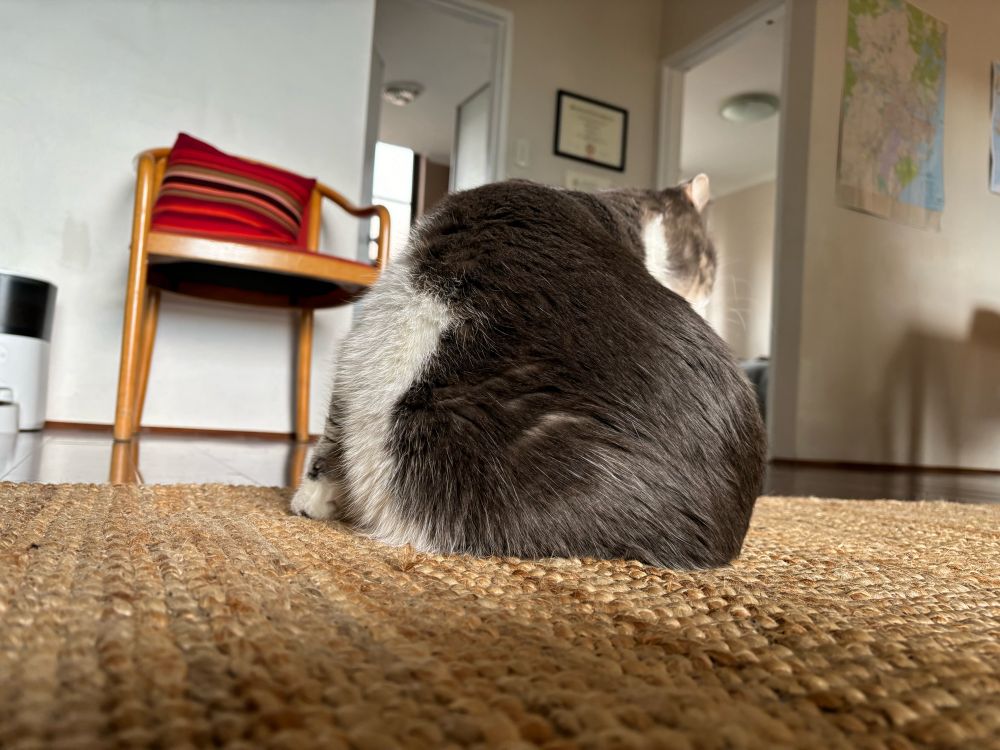 Cat body from the side, some ears visible