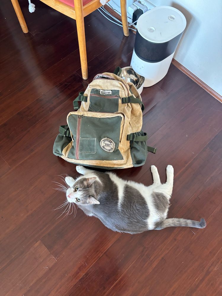 A cat lying down next to a green khaki backpack  partially covering an automatic cat feeder bowl.