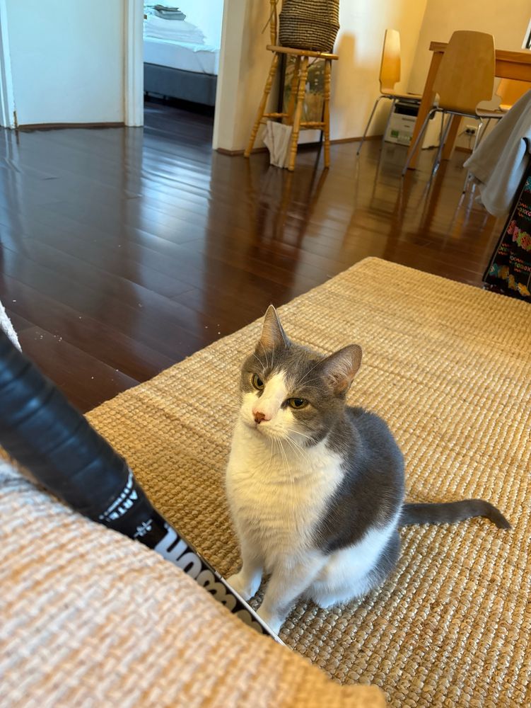 Cat sitting on his hind leg, a handle of a tennis racket visible. 