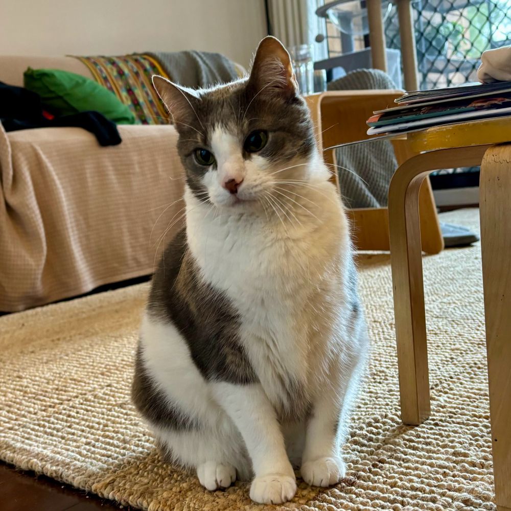 Cat looking sad