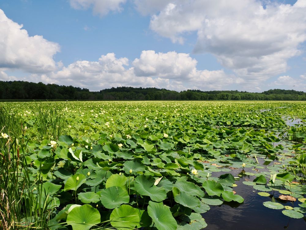 The entire manmade pond at Great Meadows filled with green American Lotus with pale yellow flowers
