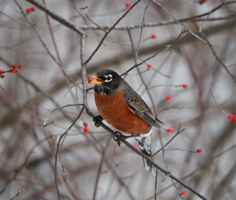 An American Robin with a red-orange breast, gray/brown wings, white under its tail, black head, and white eye ring. The bird is perched on a brown branch and holding a red berry in his yellow beak. There are more branches and berries against white snow in the background. Seen at Great Meadows NWR in Concord, Massachusetts. 