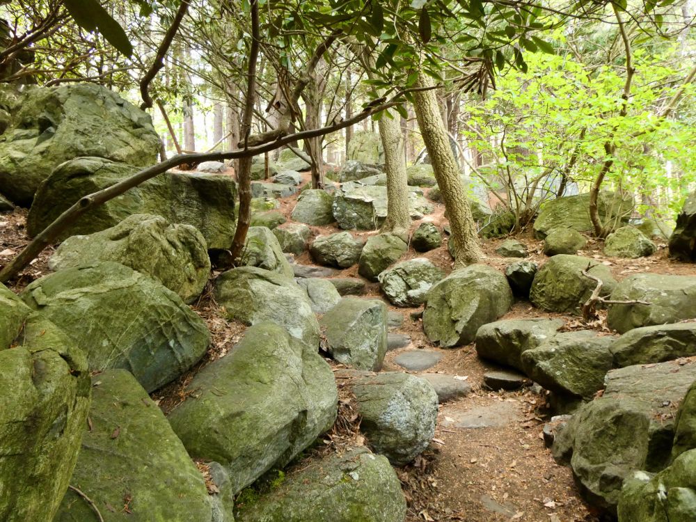 Part of the "Rockery" which contains huge boulders that were brought to the area by horse and wagon in order to create the rock gardens. This area used to be a private arboretum, and is now part of the Ipswich River Wildlife Sanctuary in Topsfield, Massachusetts. 