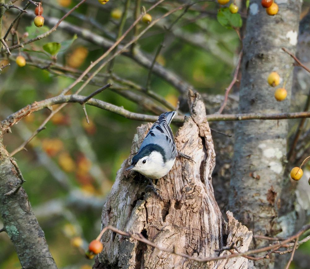  A small White-breasted Nuthatch with blue-gray wings and tail, white face and belly, and a dark cap perched on a broken portion of a brown tree trunk. The bird is surrounded by more brown branches, tiny berries in red and yellow, and blurred green foliage in the background. Seen at Stony Brook W.S. in Norfolk, Massachusetts.