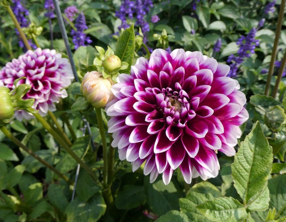 Beautiful magenta and white colored Dahlias in Gloucester, Massachusetts 