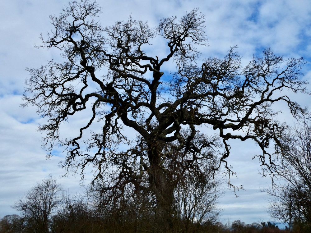 A beautiful live oak tree with many twisting branches. Seen at the Laguna de Santa Rosa in Sebastopol, California.