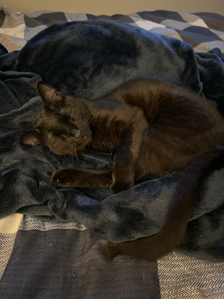 a black cat sleeping on a soft blue blanket