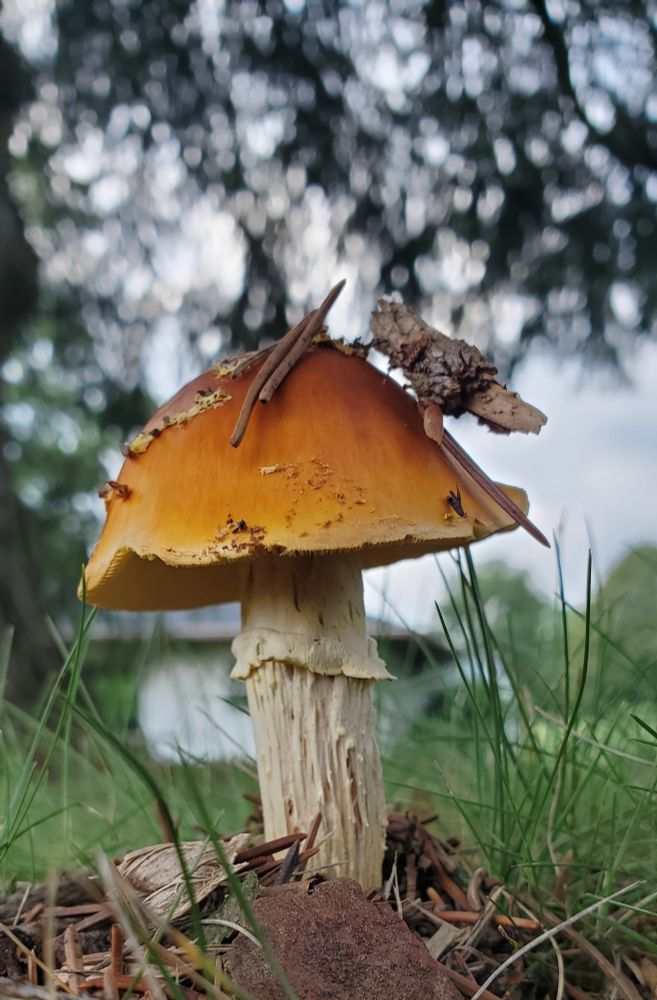 A mushroom 