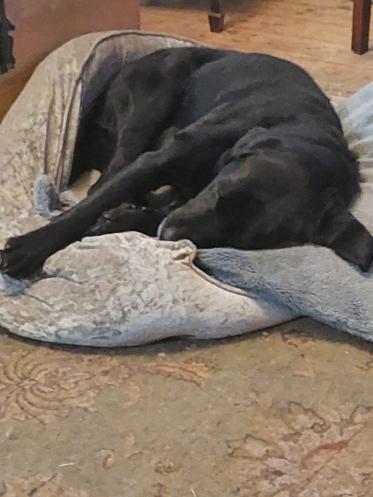 Black labrador sparko in his dog bed. 
