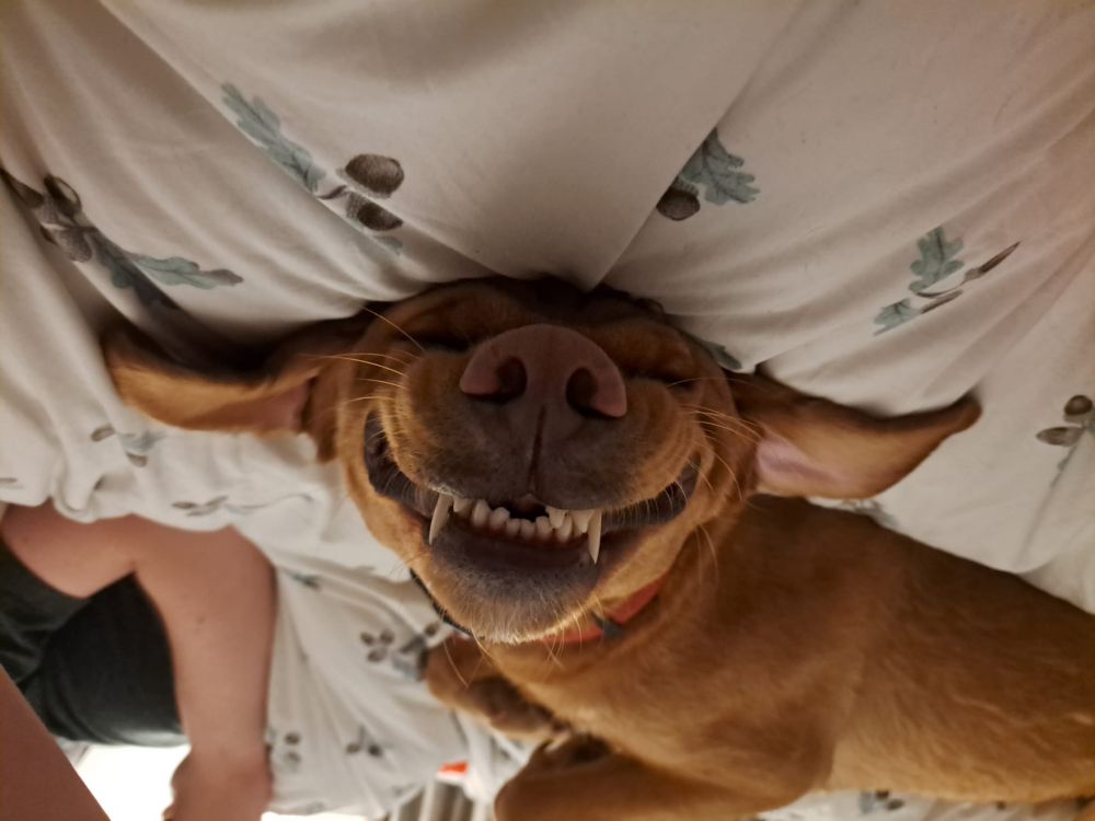 Sleeping dog with a massive smile on his stupid face.