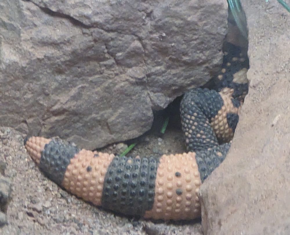 The tail and leg of a gila monster. They are pink and black striped and covered in small, regular bumps.