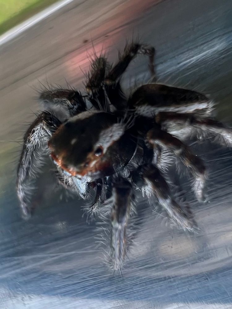 Top down view of a black and white jumping spider. It has hairy legs and orange coloration around its forward facing eyes