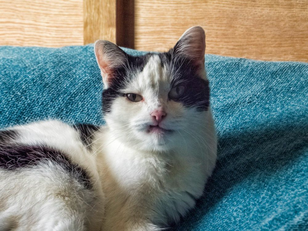 Black and white cat, laying on a bed. She is looking at the camera with a tooth snagging a lip, looking like a sneer 