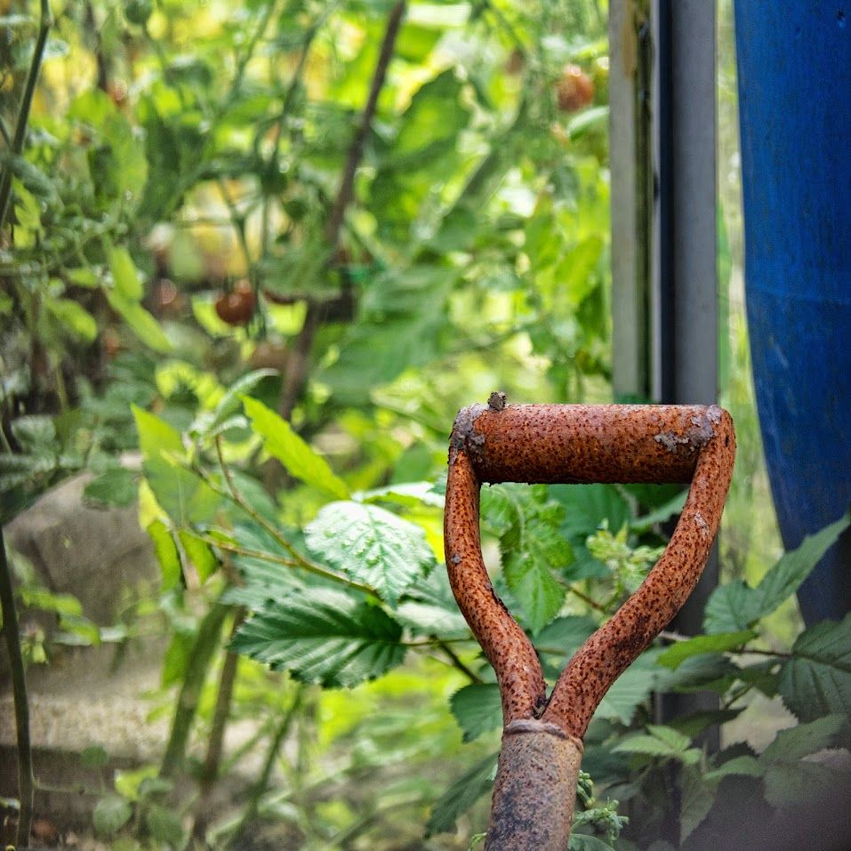 Rusted handle of a spade, left in a garden