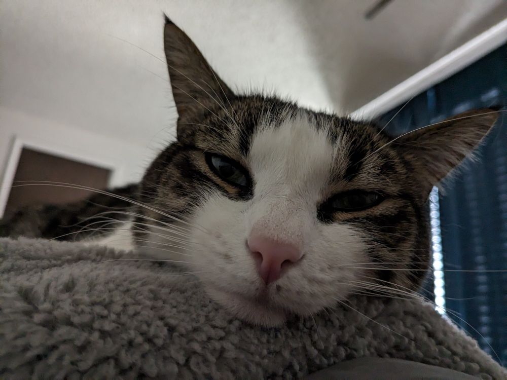 Muffin, a white and brindle cat slouching on a fuzzy gray blanket staring lazily into the camera