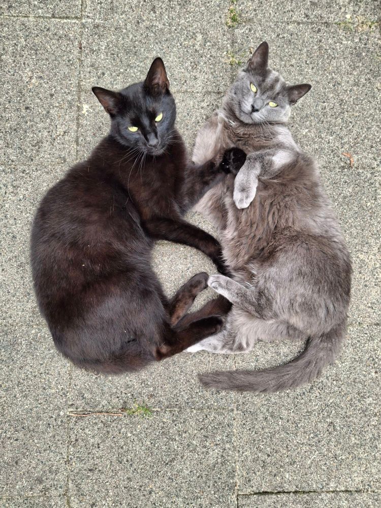 Ramses (a black cat) and his sister Mayhem (Grey or blue cat) lie on grey pavement, paws touching. They look at the camera as if I interrupted them.