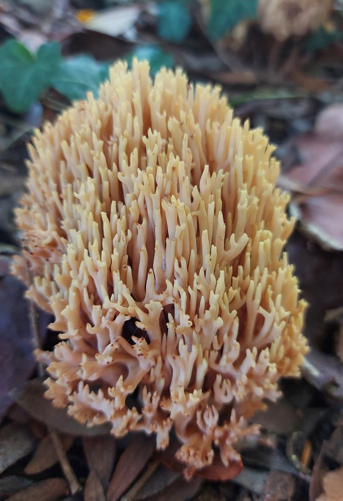 Coral fungus from Devon.