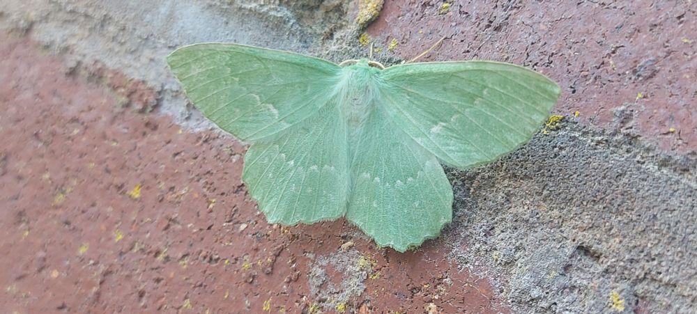 Large Emerald moth (Geometra papilionaria) resting on a wall. Devon UK.