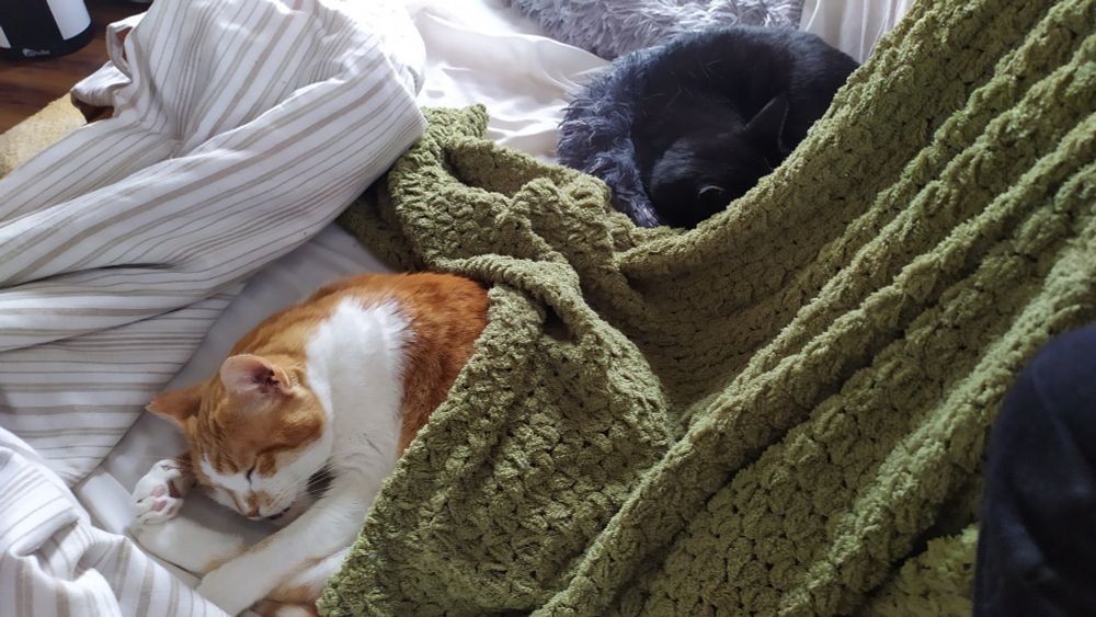 Orange/white Catty Watty on the left sleeping under a green blanket and to her top right, Blacky under the same blanket, fast asleep