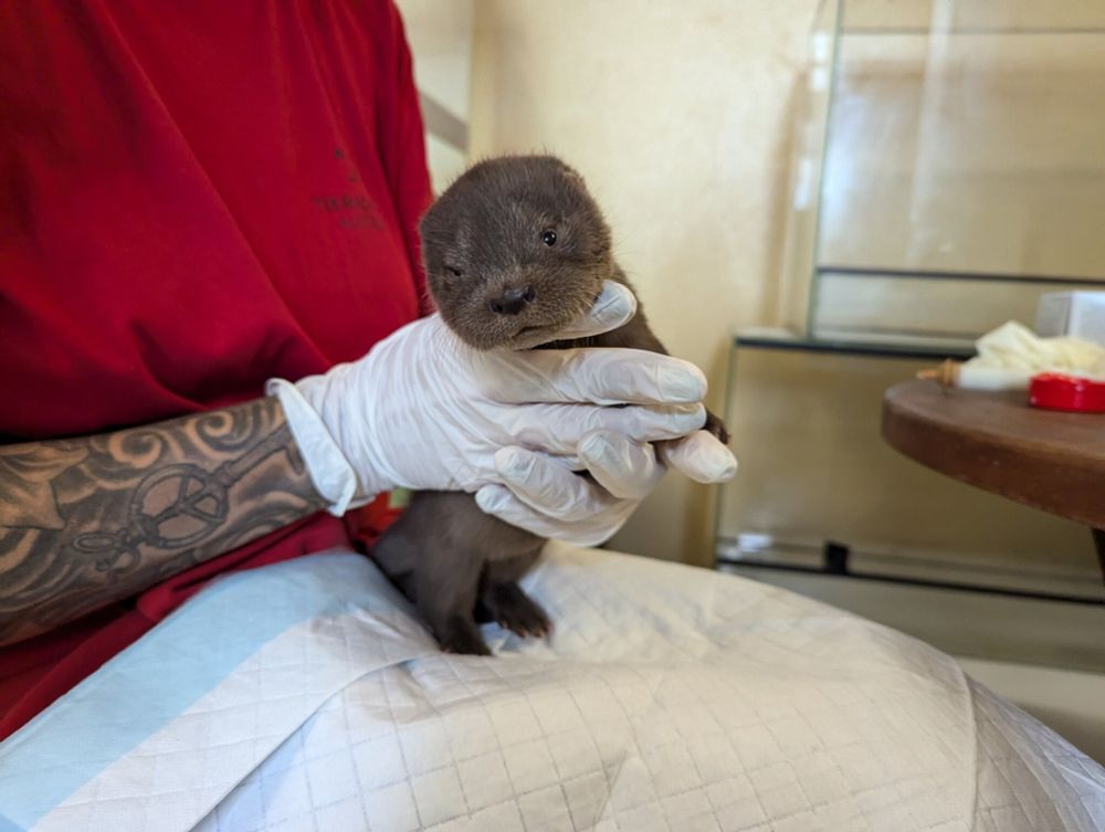 Otterbaby: Findelkind Lilly ist der neue Star im Wiener Tierschutzhaus