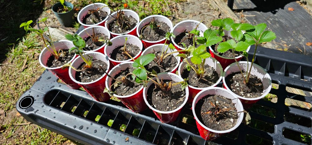 Camarosa strawberries planted in 70% potting mix and 30% sand.  There's 13 live plants, one borderline, and one likely dead.