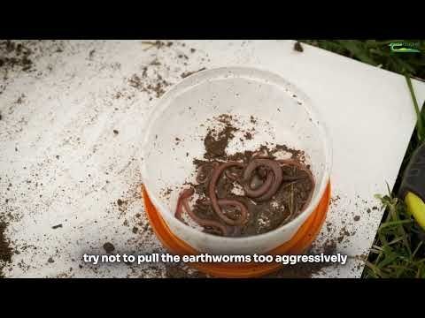How To Conduct an Earthworm Count
