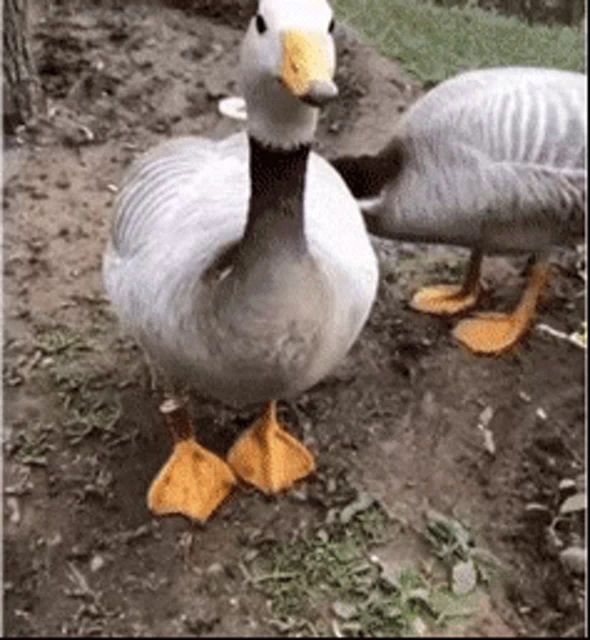 two ducks are standing next to each other on the ground . one of the ducks has orange feet .