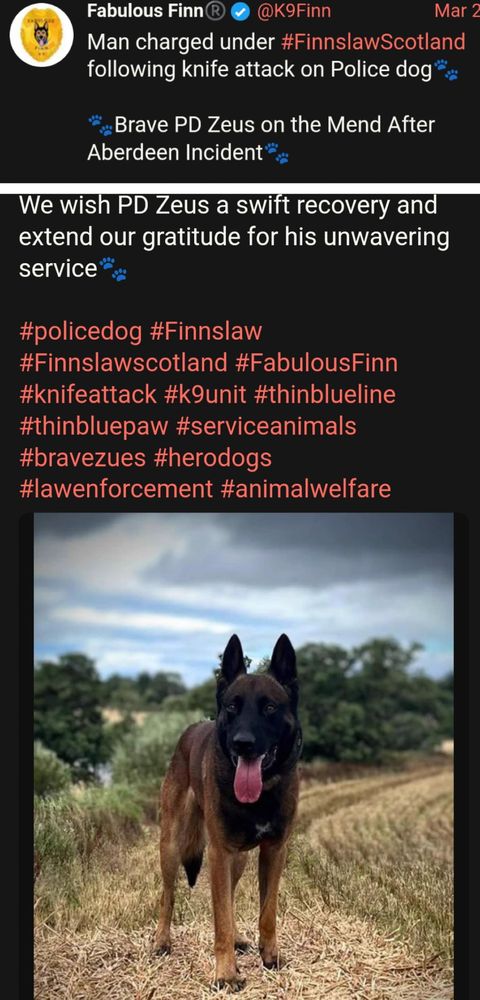 Police dog Zeus is pictured. He's a police dog who is on the mend after an incident last week.