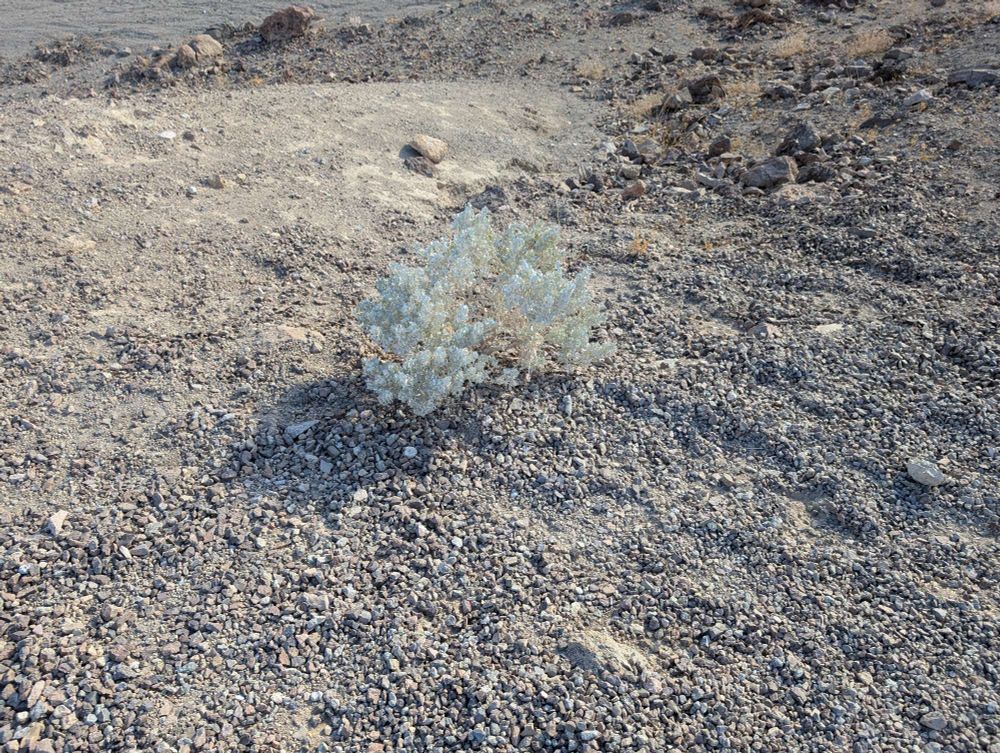 Picture of a small white plant with gravel-like ground surrounding it