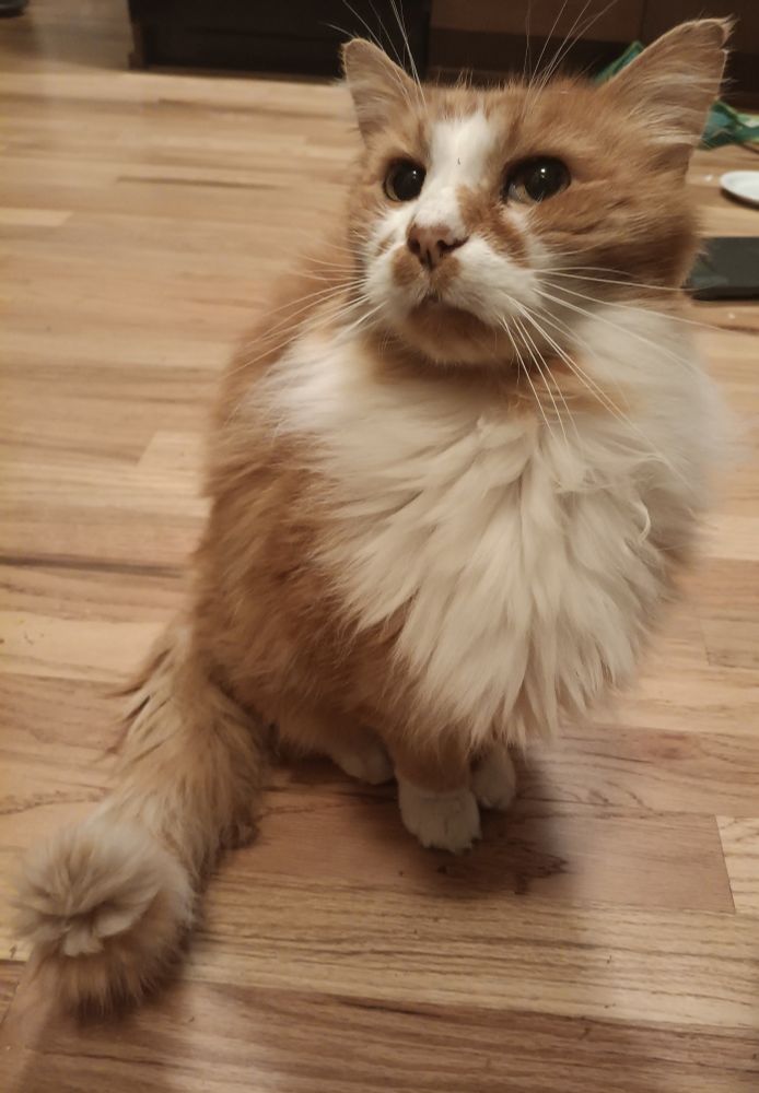 Photo of a fluffy orange and white cat sitting on a wood floor and looking off to the left.