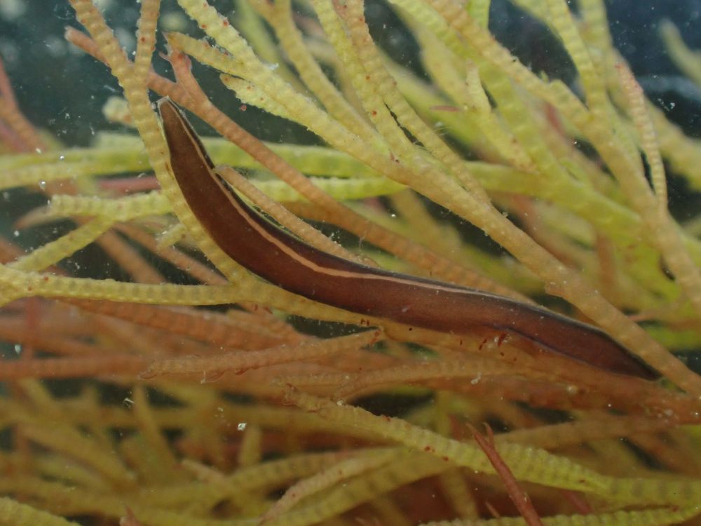 A reddish brown worm with a pale brown stripe running down the length of it, sitting on pale green seaweed.